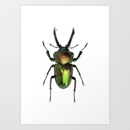Rainbow Stag Beetle Art Print