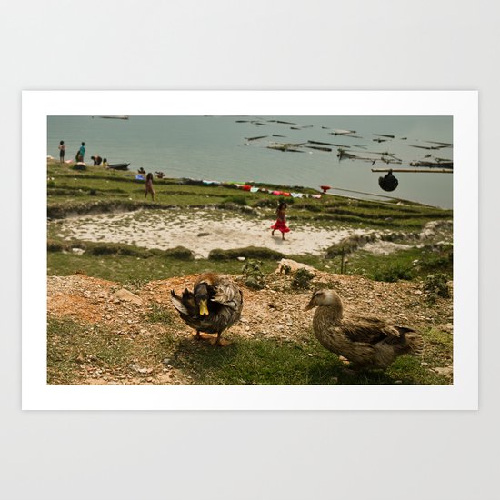 ducks Art Print