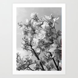 Monochrome Magnolia tree branch spring photography Art Print