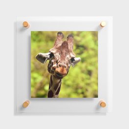 South Africa Photography - Giraffe Smiling Floating Acrylic Print