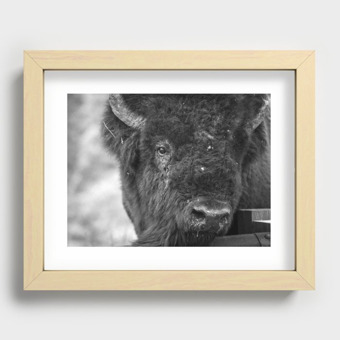 Buffalo Snot Recessed Framed Print