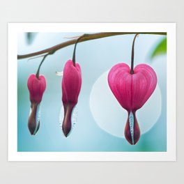 Bleeding Heart Pink Heart Shaped Flowers Art Print