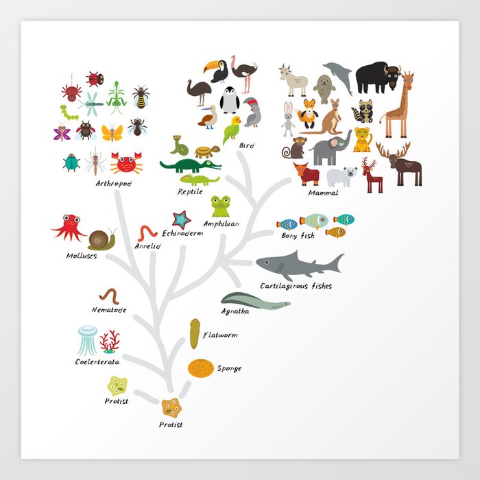 Evolution in biology scheme evolution of animals on white. children s education back to scool Art Print