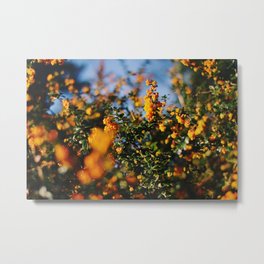 gold specks Metal Print | Spring, Florals, Summer, Orange, Blooms, Nature, Flowerlover, Orangeflowers, Photo, Flowers 