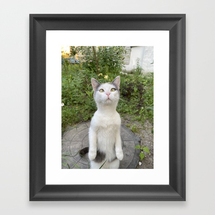 Curious cat Framed Art Print
