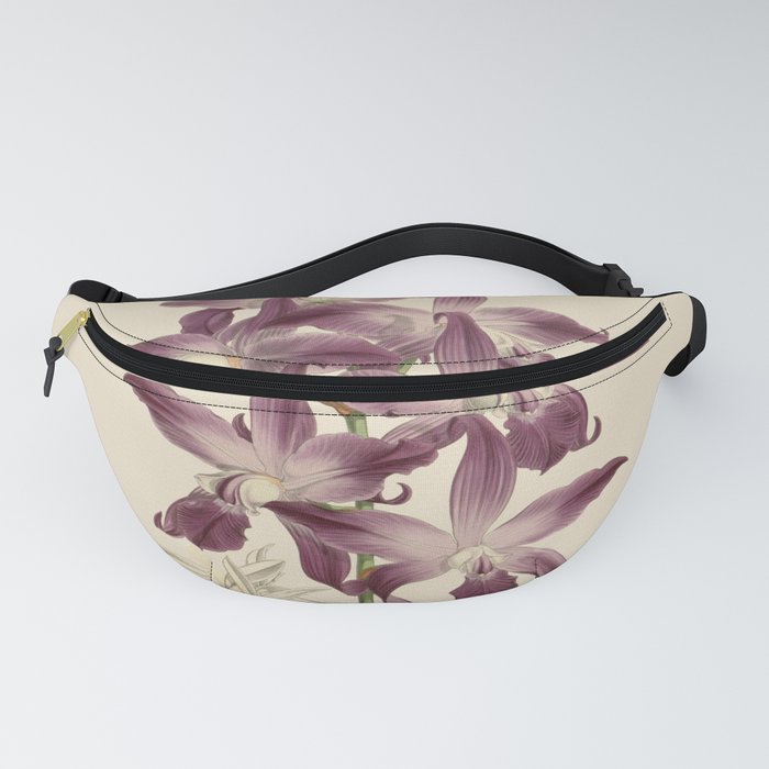 R. Warner & B.S. Williams - The Orchid Album - vol 01 - plate 049 Fanny Pack