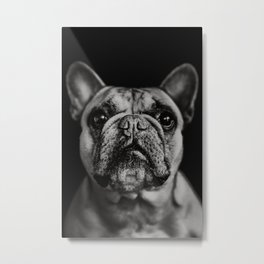 French Bully Lilly Metal Print