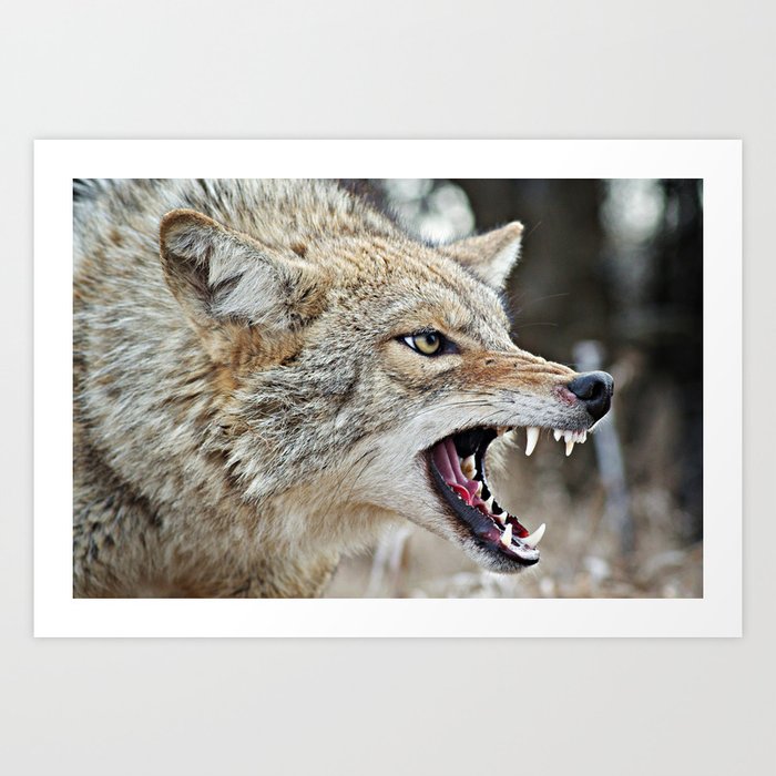 Snarling Coyote Art Print