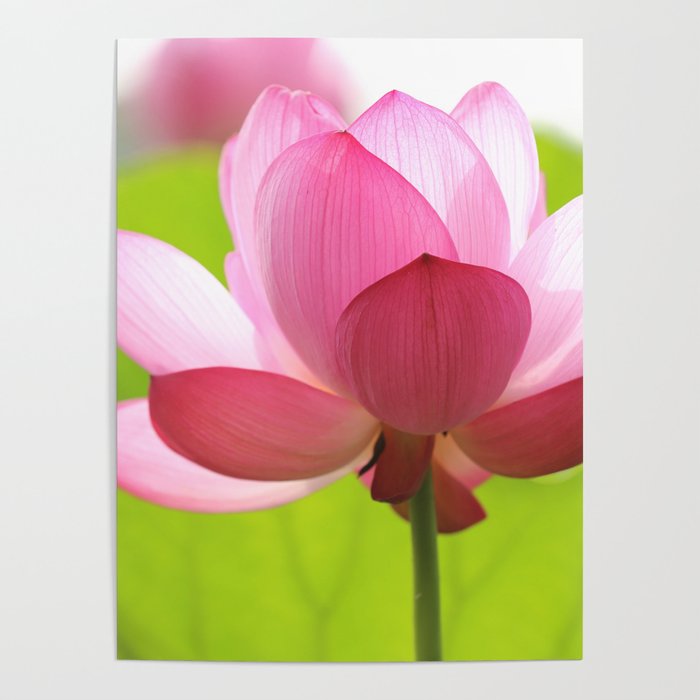 Pink Lotus Flower Poster