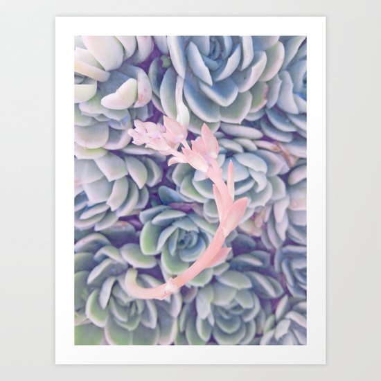 Sweet Succulents 2 Art Print