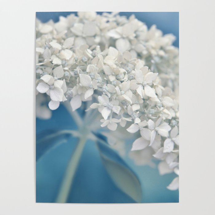 Beautiful White Hydrangea 276 Poster