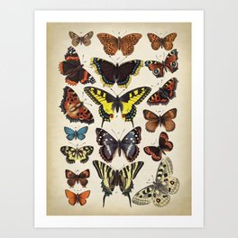 Butterflies Scientific Illustration, Butterfly Chart, Colorful Butterflies Art Print