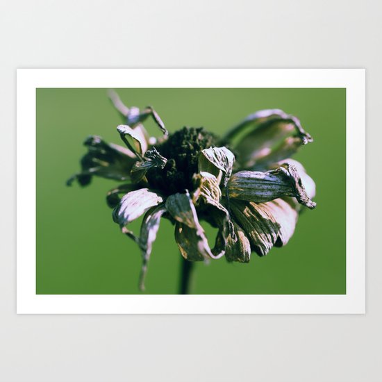 Blume o2 Art Print