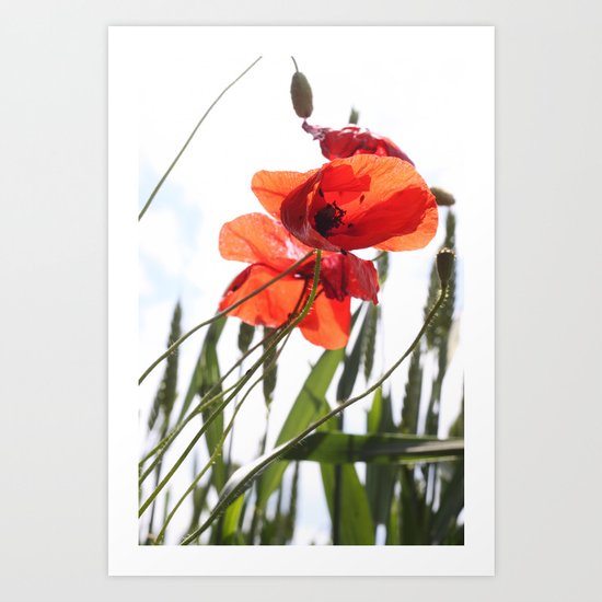 Mohn Art Print