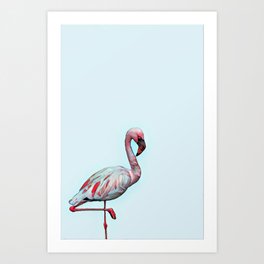 Flamingo Art Print