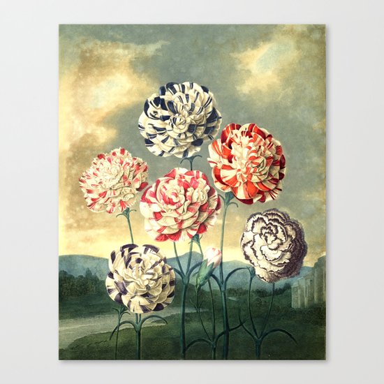 Carnations : New Illustration Of The Sexual System Canvas Print