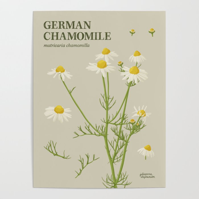 Botanical German Chamomile Poster