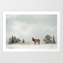 Rocky Mountain Elk Art Print