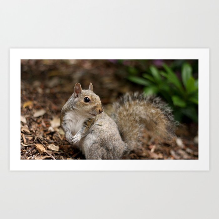 squirrel leaves dry fall animal Art Print