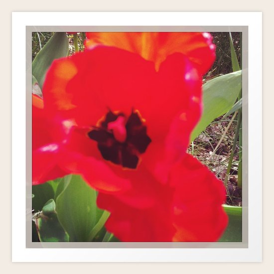Tulip Art Print