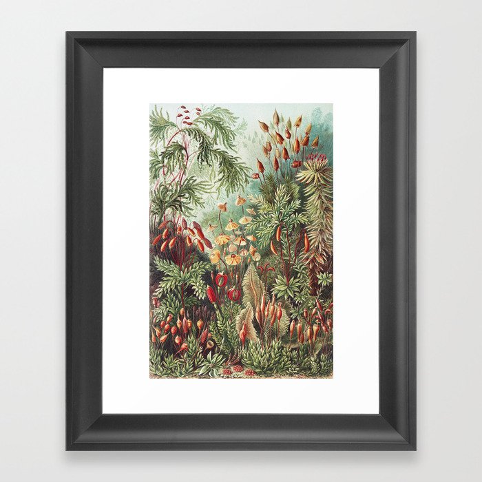 Ernst Haeckel Framed Art Print