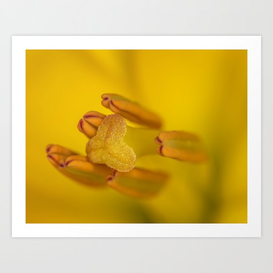 Lily Love Art Print