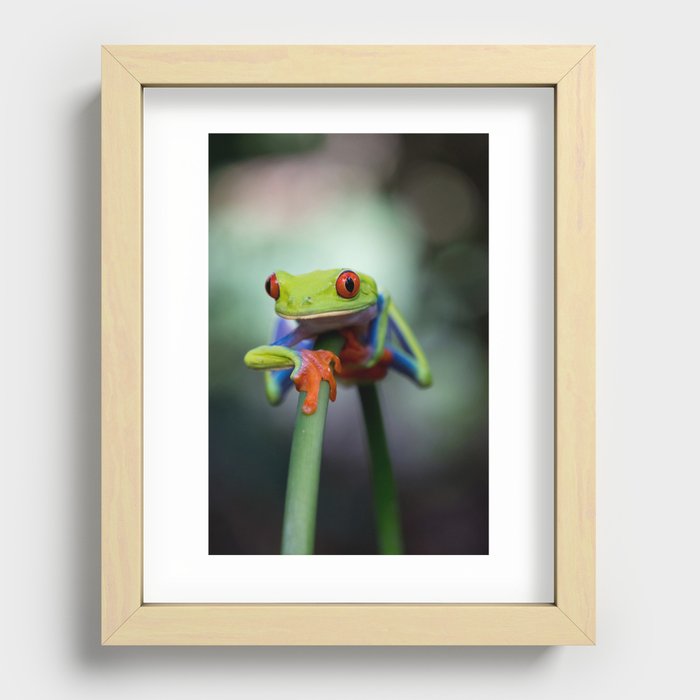 Costa Rican Tree Frog Recessed Framed Print