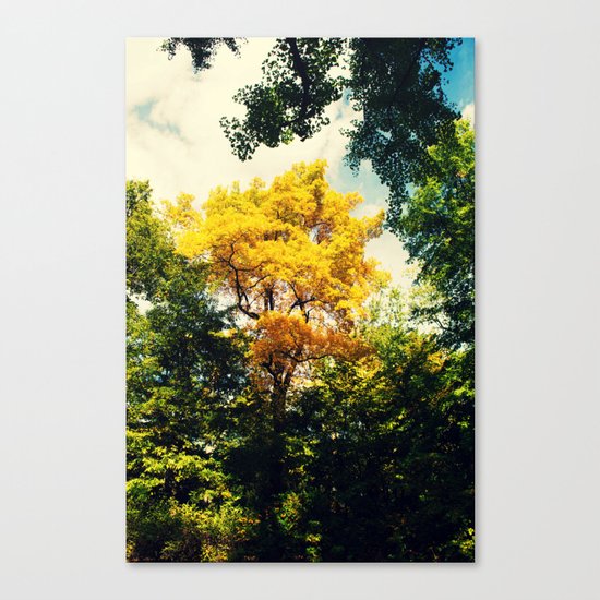 fall in Central Park Canvas Print