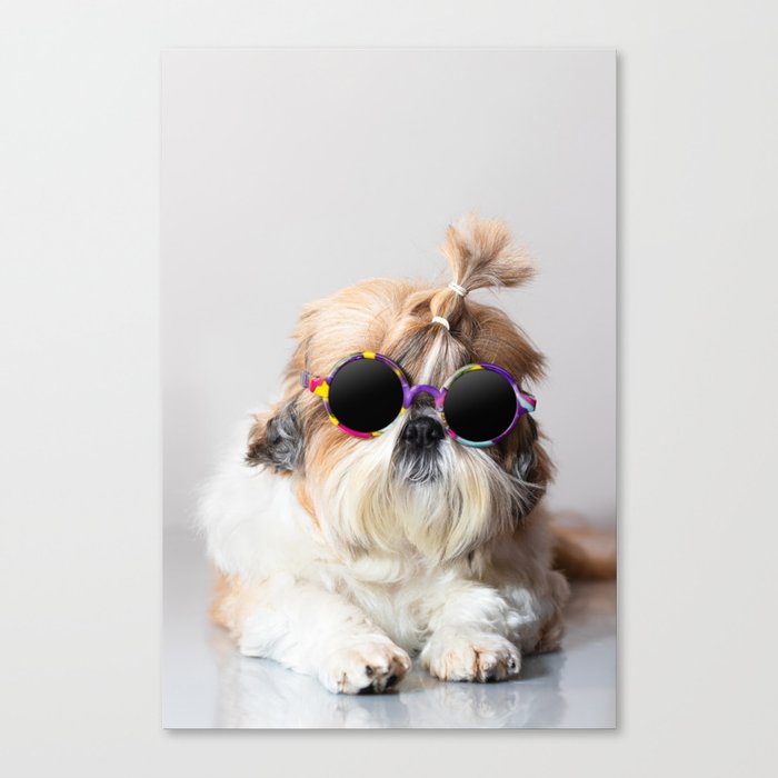 Cool Shih Tzu dog with sunglasses Canvas Print
