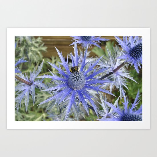 the sea holly Art Print