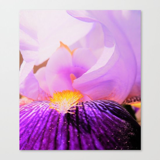 iris Canvas Print