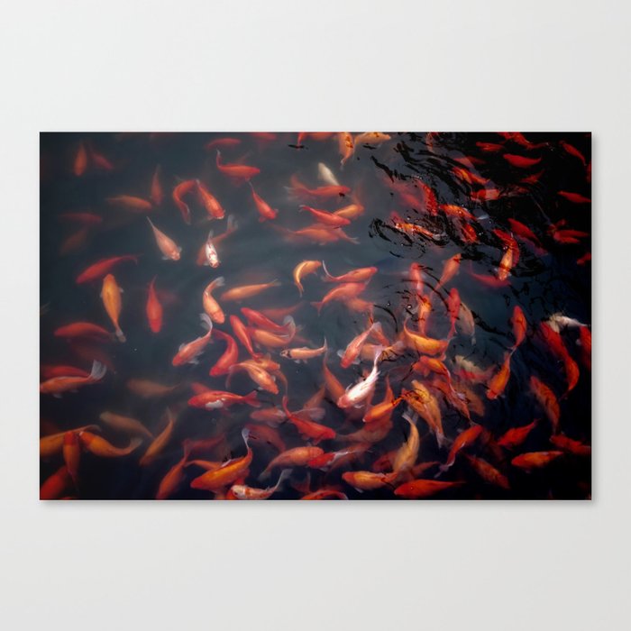 NATURE - FISH - WATER - ANIMALS Canvas Print