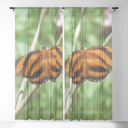 Brazil Photography - The Dryadula Phaetusa Butterfly Sheer Curtain