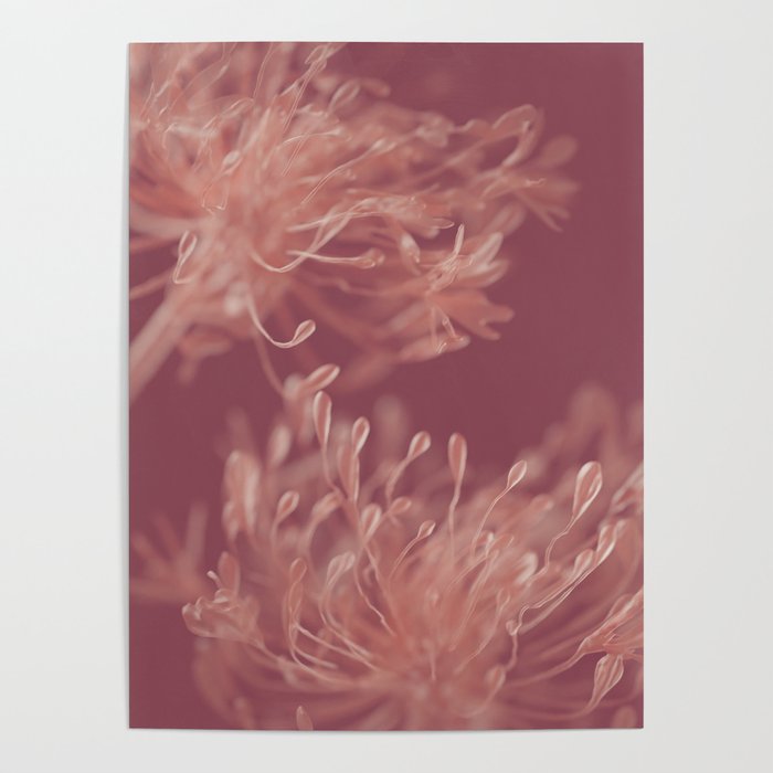 Flower Abstract Red/Pink Poster