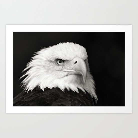 Bald Eagle Art Print