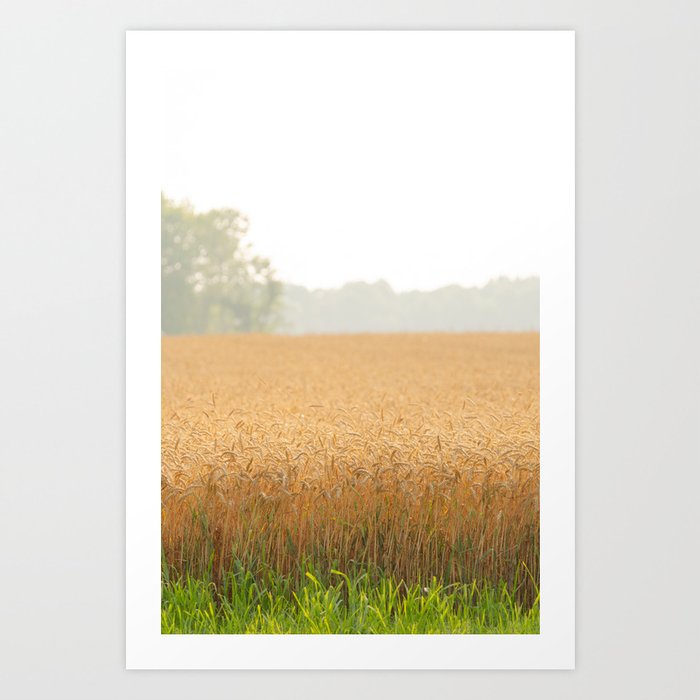Golden Summer Wheat Art Print