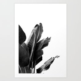 Bird of Paradise Plant Black and White 02 Art Print