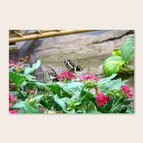 Butterflies Canvas Print