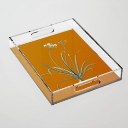 Vintage Allium Fragrans Botanical Illustration on Bright Orange Acrylic Tray