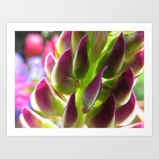 Lupine 41 Art Print