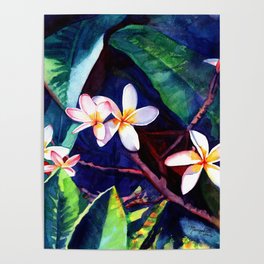 Blooming Plumeria Poster