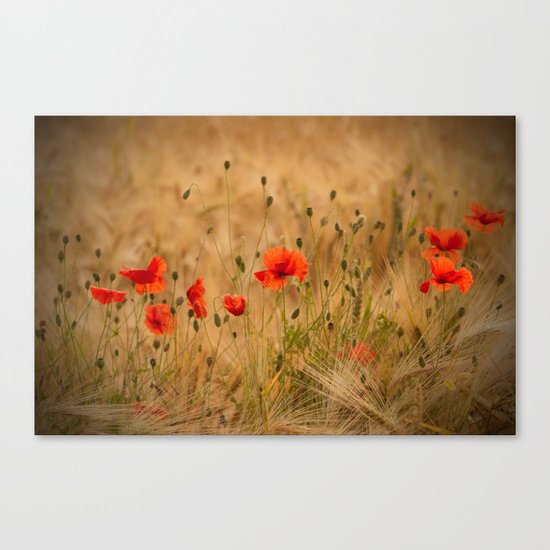 Golden cornfield with poppies Canvas Print