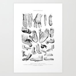 Primate Hands and Feet Art Print