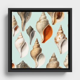 Vintage Shells Framed Canvas