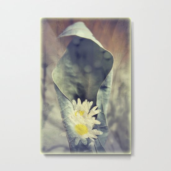 I know my Daisies Metal Print