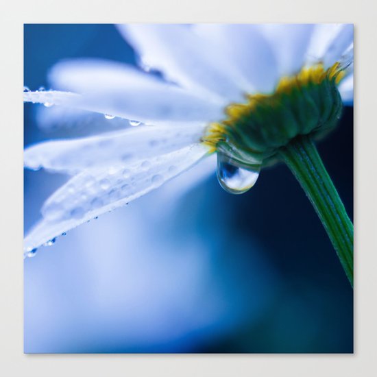 Tear of Dreams Canvas Print