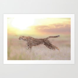 Cheetah Photos Art Print