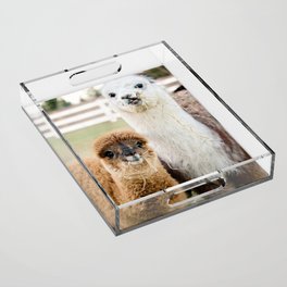 funny hungry alpacas Acrylic Tray