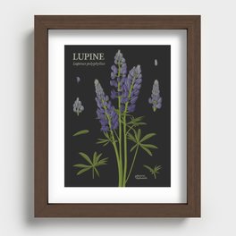 Botanical Lupine (Black) Recessed Framed Print