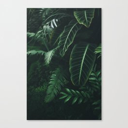 Jungle Daydreams Canvas Print